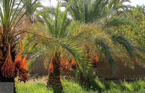 آفت زنجره در کمین نخلداران جنوب کرمان